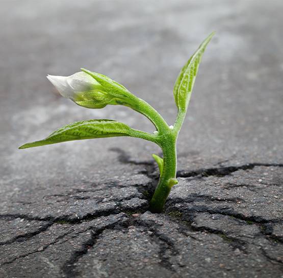 presenting resilience and the tenacity of life in harsh environments presenting resilience and the tenacity of life in harsh environments
